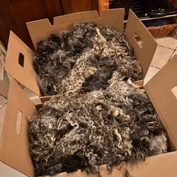 Ull, otvättad (Råull)