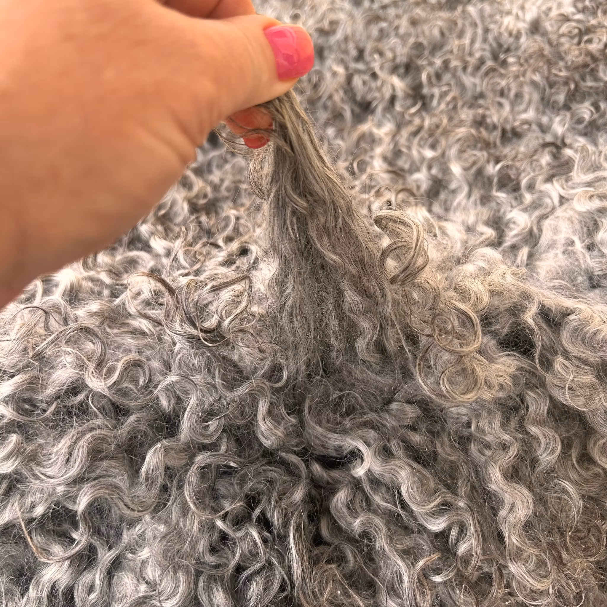 Vackert långhårigt Lammskinn, nr. 1