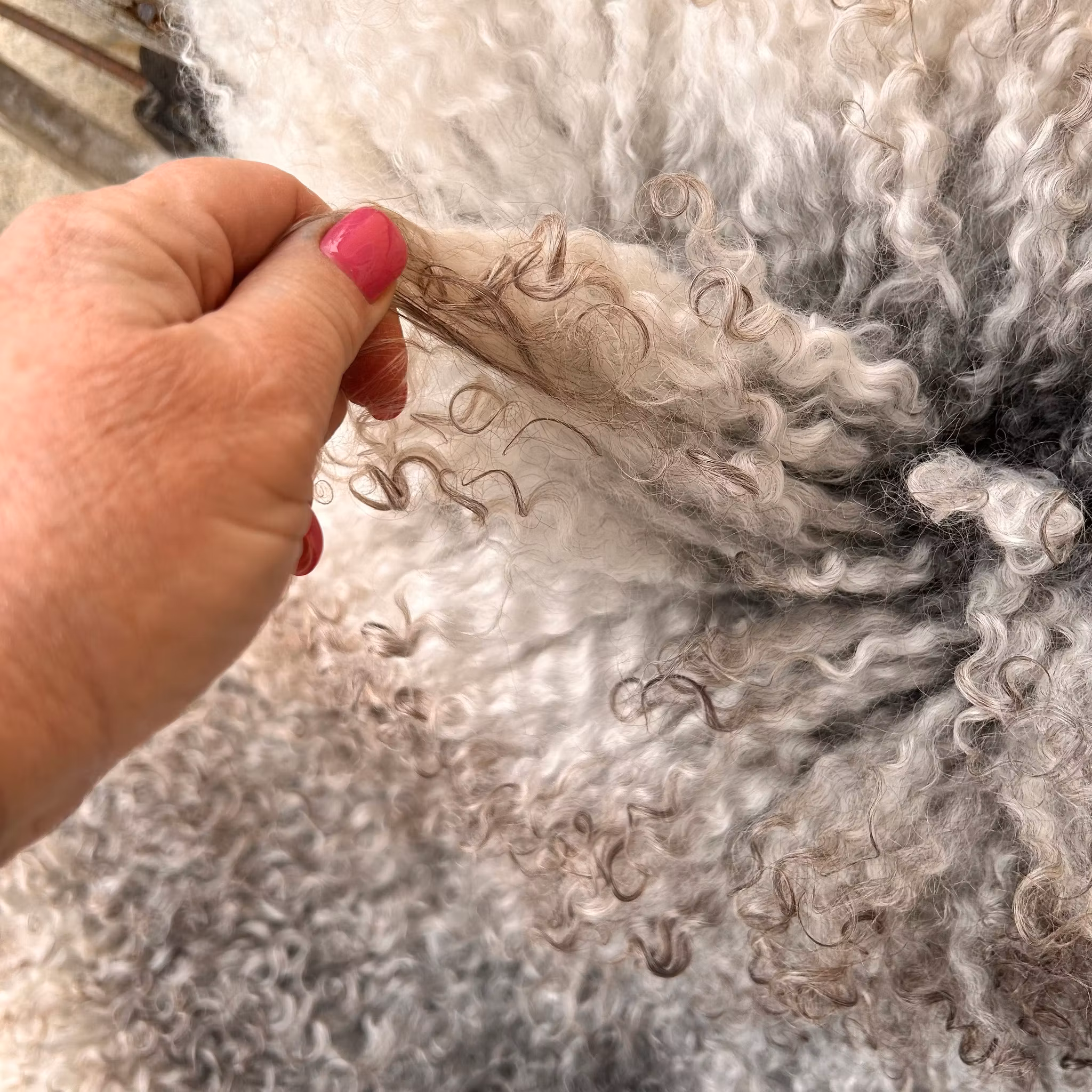 Vackert långhårigt Lammskinn, nr. 2