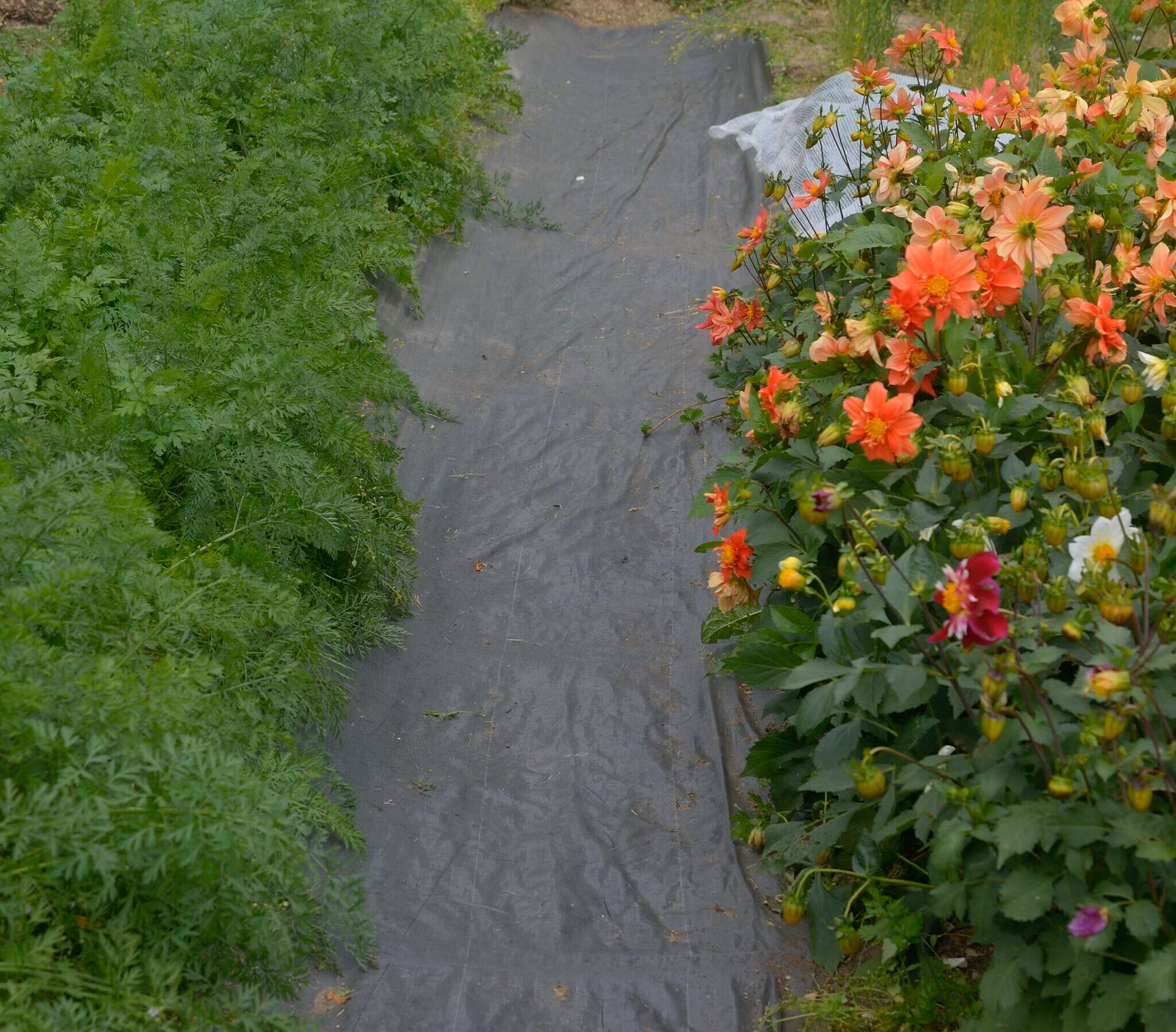 Ökolys nedbrytningsbar marktäckningsduk 1,05 x 100 m Hel rulle