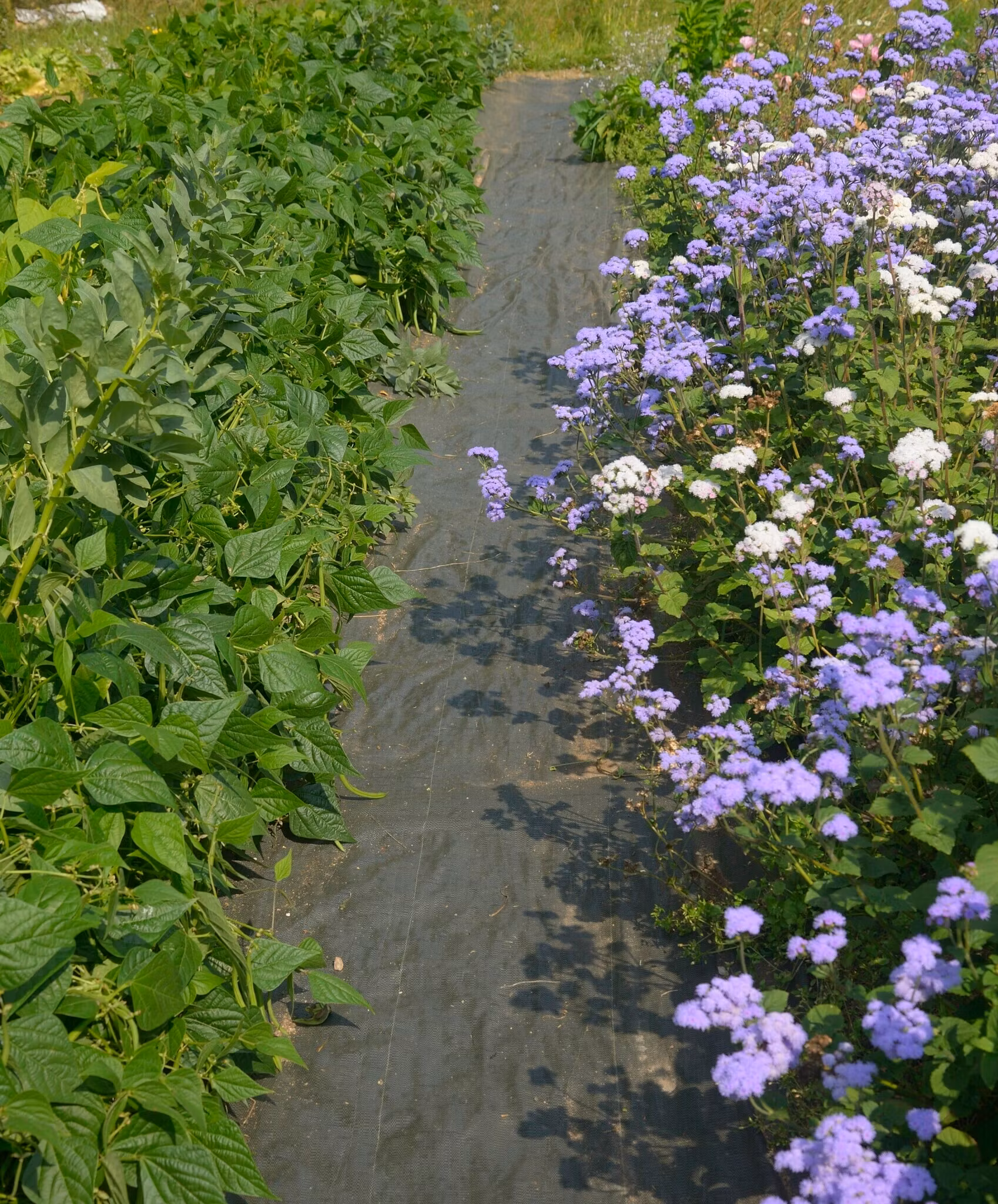 Ökolys nedbrytningsbar marktäckningsduk 0,83 x 100 m Hel rulle