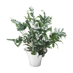 Blomkruka bloom botanica medium