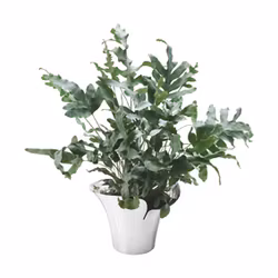 Blomkruka bloom botanica medium