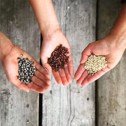 Popcorn presentförpackning 3x175g