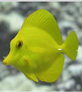 Yellow tang (tank bred)