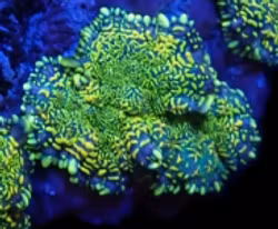 Rhodactis inchoata (Grade A)