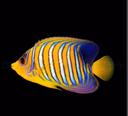 Pygoplites diacanthus (Indian Ocean)