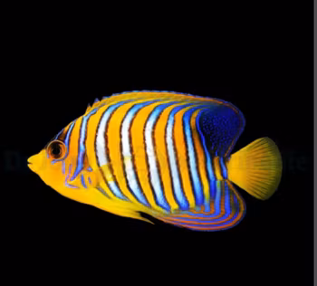 Pygoplites diacanthus (Indian Ocean)