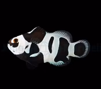 Amphiprion ocellaris (Black Storm) Lekspar