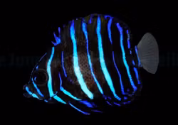 Pomacanthus navarchus - T.B.