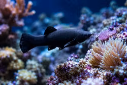 Black Molly