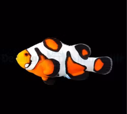 Amphiprion ocellaris (Gladiator) - DJM Bred