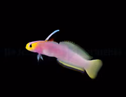 Nemateleotris helfrichi