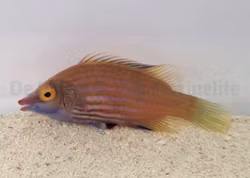 Pseudocheilinops ataenia