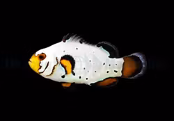 Amphiprion ocellaris (Frostbite) - DJM Bred