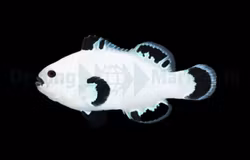 Amphiprion ocellaris (Snow Storm) - DJM Bred