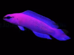Pseudochromis fridmani - DJM Bred