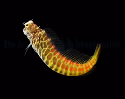 Salarias segmentatus