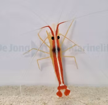 Lysmata amboinensis