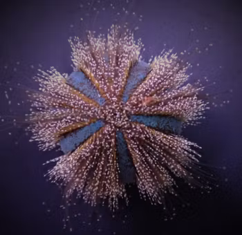 Mespilia globulus (Common)