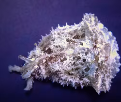 Dolabella auricularia