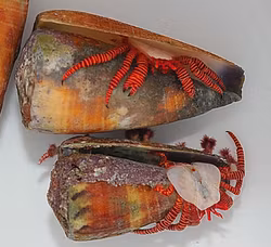 Ciliopagurus striatus