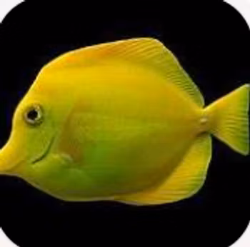 Zebrasoma Flavescens