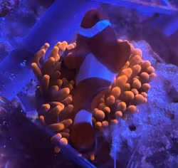 Bubbletip anemone + 1 par voksne klovnefisk ( ocellaris)