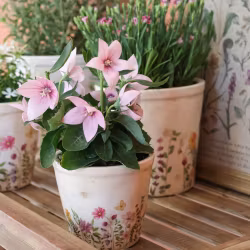 Avignon blomsterpotte, liten