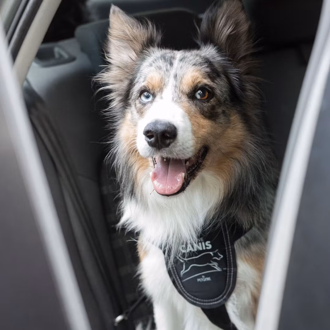 Bilsele för Hund