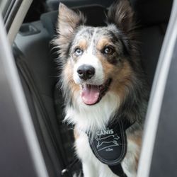 Bilsele för Hund