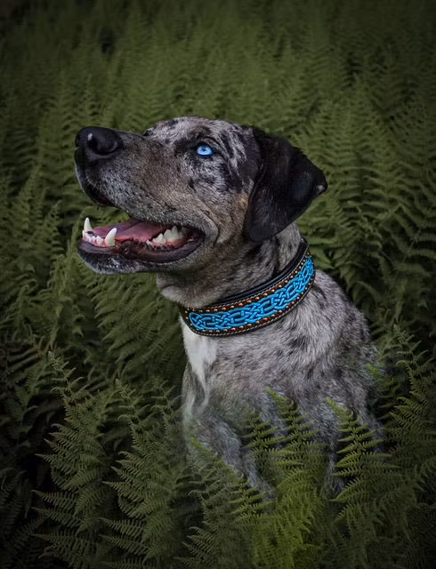 Hundhalsband Keltisk Design