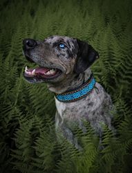 Hundhalsband Keltisk Design