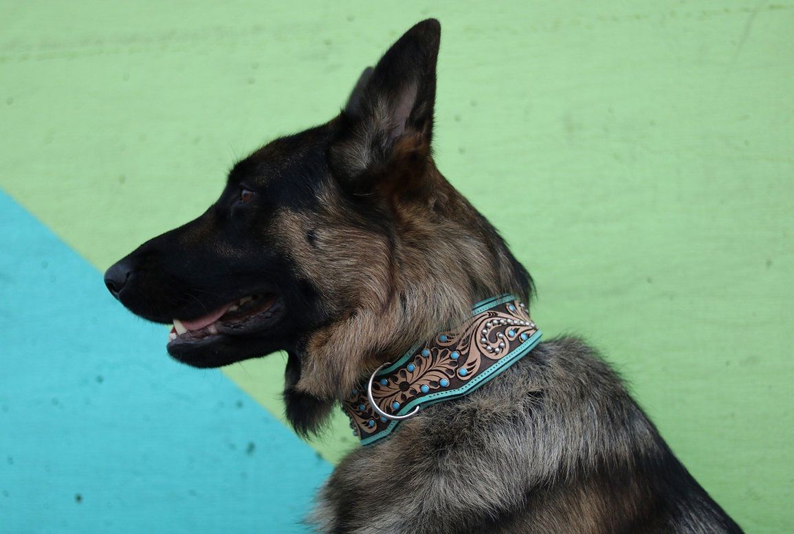 Lyxigt Hundhalsband Turkos