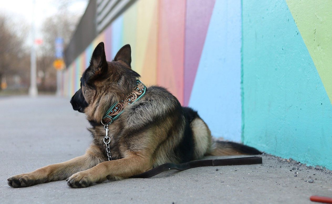 Lyxigt Hundhalsband Turkos